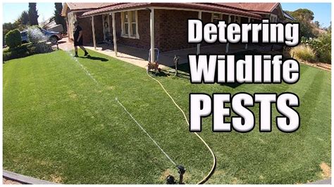 Deter Wildlife Pests From Garden And Lawn Orbit Enforcer Youtube