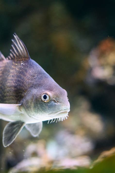 Fish Face - VIA Aquarium NY