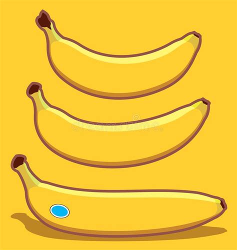 Vector Bananas Of Different Shapes Three Simple Ripe Yellow Bananas