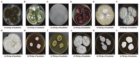 Twelve Types Of Colony Morphology Of Filamentous Fungi A Aspergillus