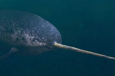 Are Narwhals Dangerous Can They Kill You Polar Guidebook