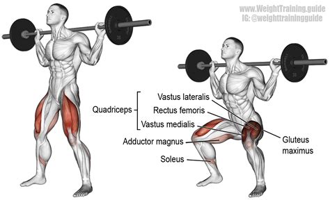 Barbell Squat Exercise Instructions And Video Weight Training Guide