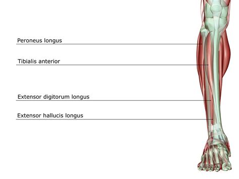 One or more ligaments provide stability to a joint during rest and movement. Left Leg Ligaments : These ligaments help stabilize the knee. - Volt Wallpaper