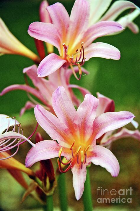 Naked Lilies Photograph By George E Richards Pixels