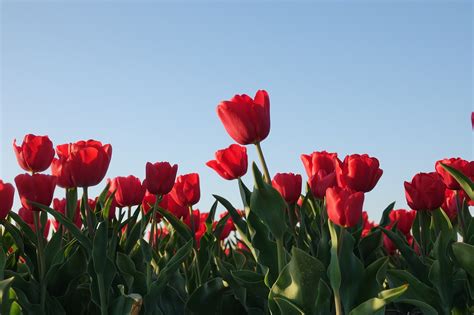 Tulips Tulip Field Red Free Photo On Pixabay Pixabay