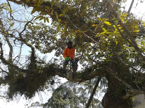 Perkawinanku yang telah berusia tujuh tahun tergolong mulus dan memberi banyak kebahagiaan. ..ini cerita kami..: Aku Sebatang Pokok Durian