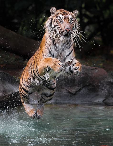~~jump 2 U ~ Leaping Tiger By Woe Hendrik Husin~~ Animals Wild