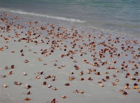 Hundreds Of Live Fighting Conchs On Lighthouse Beach Sanibel Island
