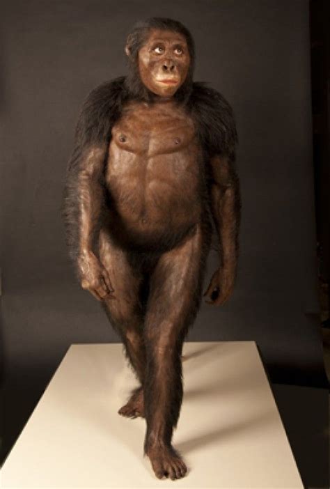 ScienceShot Lucy s Svelte Look Australopithèque Préhistoire Homme
