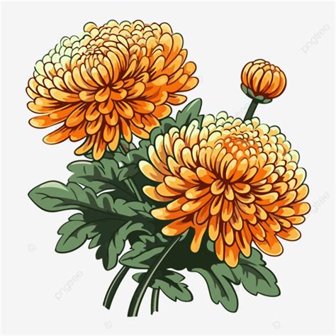 Chrysanthemum Clipart Two Orange Chrysanthemum Flowers On A White Background Cartoon Vector