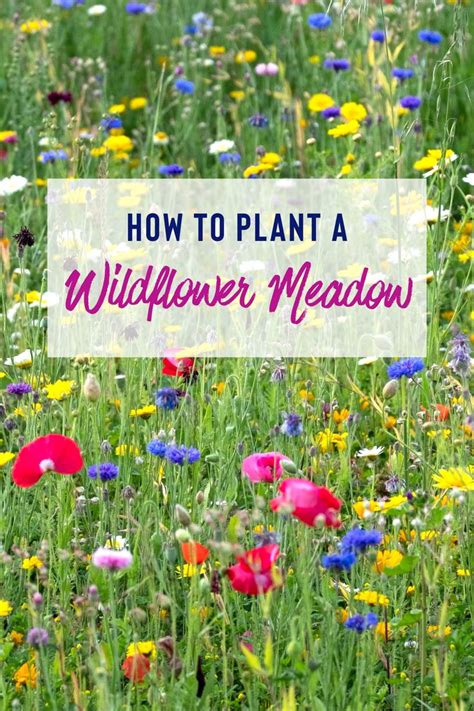 How To Plant A Wildflower Meadow Sowing And Growing Tips Planting