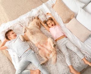 Dormire Insieme Al Proprio Cane Migliora Il Sonno Dei Bambini Blog