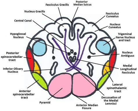 Image Gallery Medulla Structure