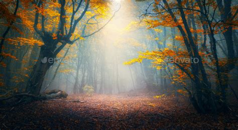 Enchanted Autumn Forest In Fog In The Morning Old Tree