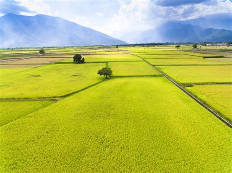 Closeup Beautiful Yellow Rice Field — Stock Photo © Tomwang 202481918