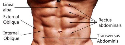 L what is the longest muscle in the body? We fit India Abdominal Muscles Anatomy | wefitindia.com ...