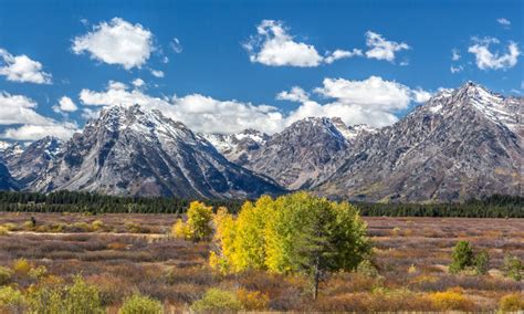 Rocky Mountains Snowy Peaks Forest With Pines Trees Fields Grass Grass