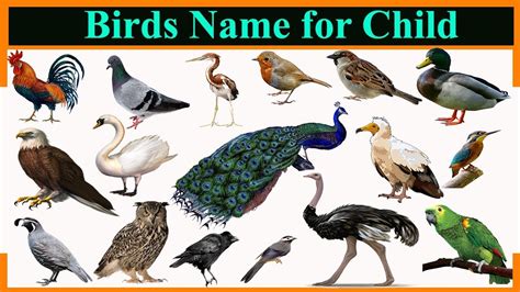 Birds Pictures And Names For Kids