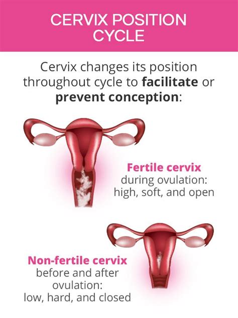 Vaginal Discharge During Ovulation