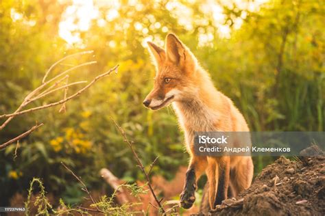 Wild Red Fox Stock Photo Download Image Now Animal Animal Den