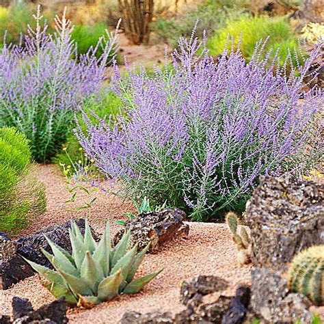 Easy Care Desert Landscaping Ideas In 2020 Desert Landscaping Desert