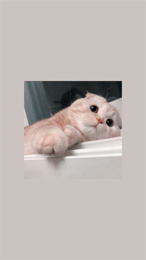 Tumblr is a place to express yourself, discover yourself, and bond over the stuff you love. Wallpaper Kucing Lucu Aesthetic - Gambar Ngetrend dan VIRAL