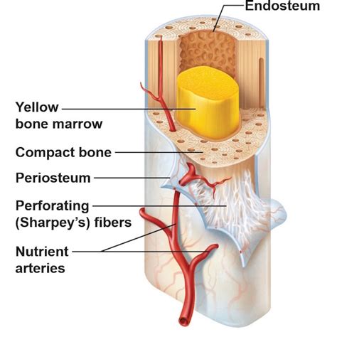 Compact bone lies over spongy bone and makes up most of the diaphysis. black jack randall