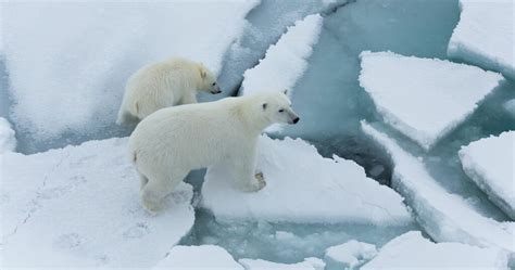 Arctic Sea Ice Thinning Up To Twice As Fast As