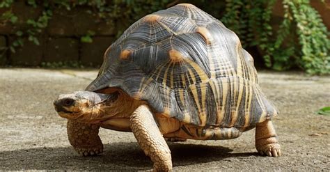 Tortoise Animal Facts Az Animals