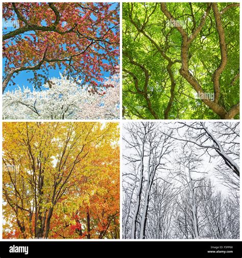 Four Seasons Trees In Spring Summer Autumn And Winter Collage Of 4