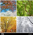 Vier Jahreszeiten. Bäume im Frühling, Sommer, Herbst und Winter ...