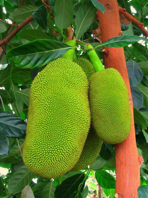 Polynesian Produce Stand Live Jakfruit Tree Seedling Worlds Largest