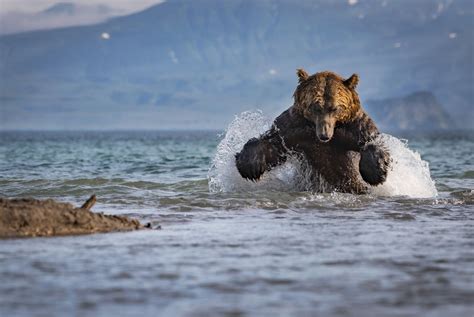 2017 National Geographic Nature Photographer Of The Year