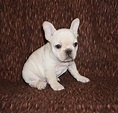 Cream Colored French Bulldog Puppies - BubaKids.com