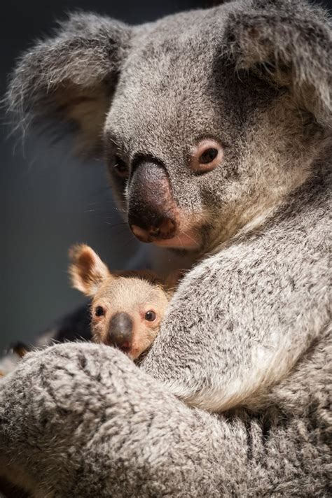 Baby Koala And Mom Cute Critters Pinterest