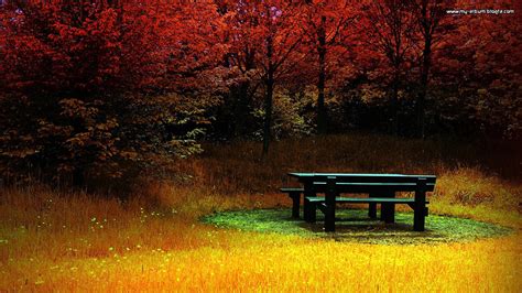 Bench In The Autumn Park Wallpaper 65478