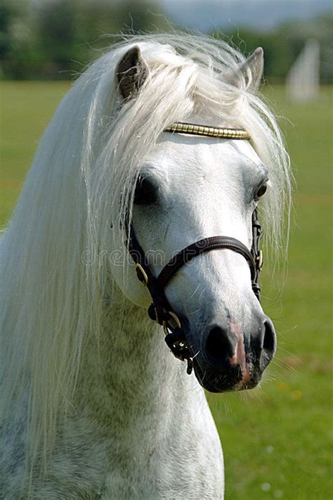 Magical Welsh Mountain Pony Stallion Affiliate Welsh Magical