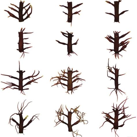 Various Forms Of Regenerated Branches From The Upper And Lower Cut