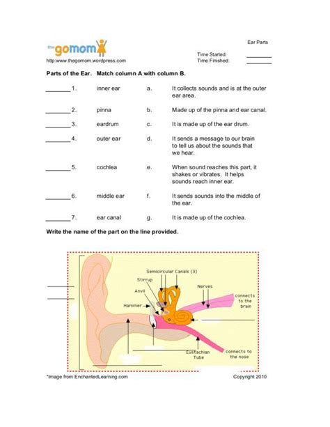 Ear Anatomy And Function Worksheet Answers