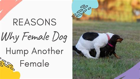 Why Do Female Dogs Hump Another Female Reason Why Female Dogs Humps
