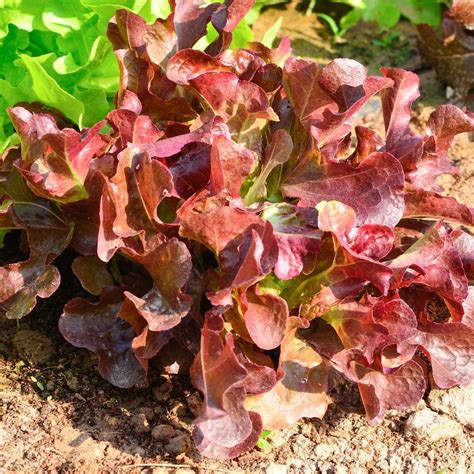 Lettuce Oakleaf Red Seeds The Seed Collection