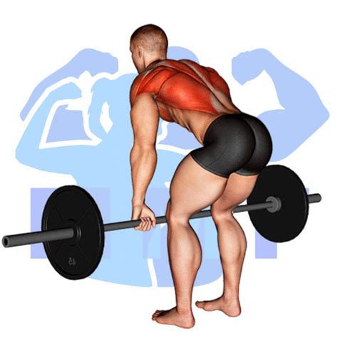 Barbell Bent Over Row A Great Exercise For Building A Stronger Back
