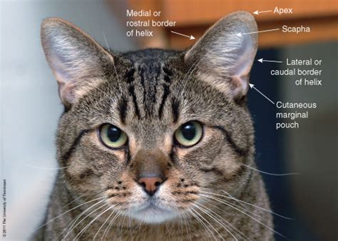 Cats Ears Anatomy