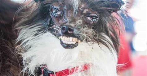 Dogs So Ugly They Are Cute Worlds Ugliest Dog Contest