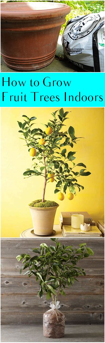How To Grow Fruit Trees Indoors ~ Bless My Weeds
