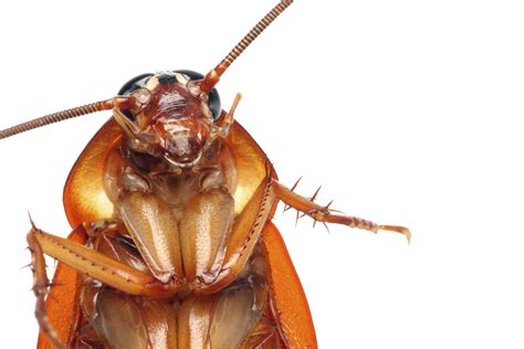 American Cockroach Png Download Image Png Arts