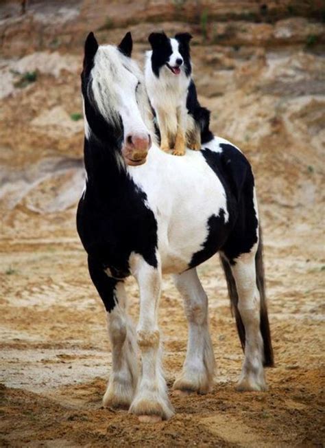 Black And White Dog Riding On A Beautiful Horse Horses