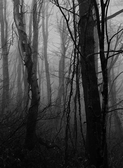 Black White Photography Forest Trees Leafless Fog Mist