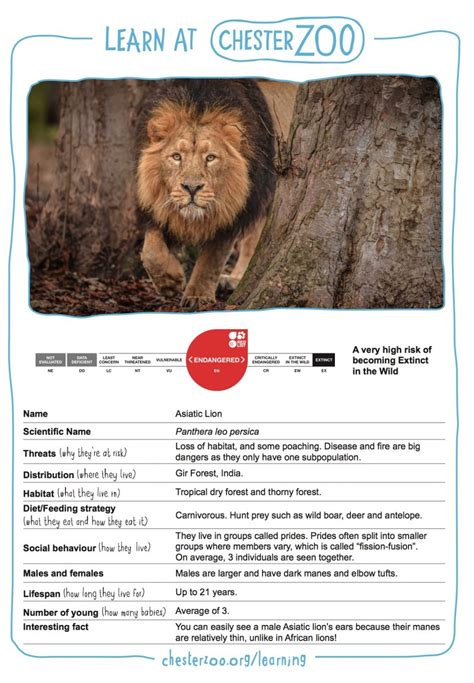 Animal Fact File Asiatic Lion Schools