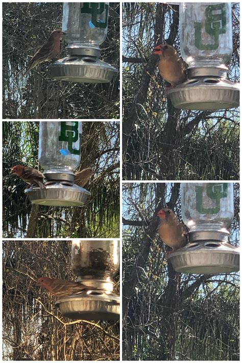 Help Iding Two Birds I Think The 3 Images On The Left Are House